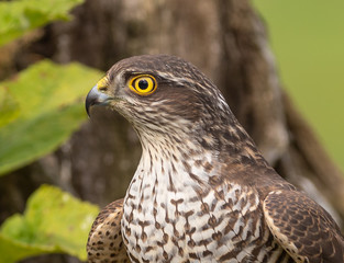 Sparrowhawk (female)