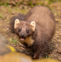 Pine Marten