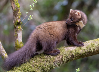 Pine Marten