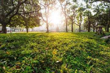Naklejka premium Forest Hangzhou West Lake