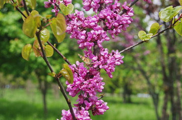 Blossom of purple Eastern Redbud. Flowering branch of the Judas-tree
