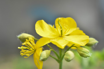 yellow flower