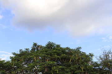 Obraz premium trees and sky