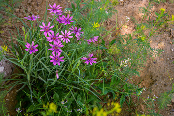 Цветы Мангыстау