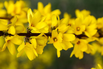 Forsythia flowers in front of with green grass and blue sky. Golden Bell, Border Forsythia.