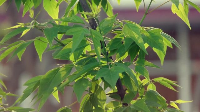 Slow otion of shrub leaves moving in the wind
