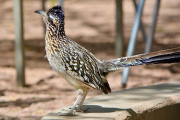 Roadrunner