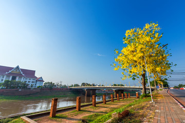 Fototapeta premium Cassia Fistula at Park in Phra Chedi Luang in Temple (Thai language:Wat Ratchaburana) is a Buddhist temple It is a major tourist attraction in Phitsanulok,Thailand.