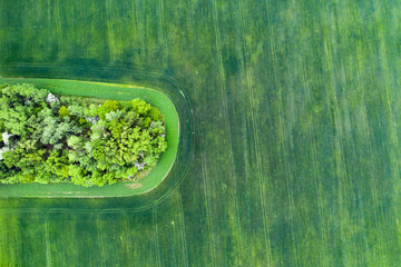 Forest in spring field.