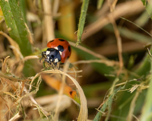 Seven-spot Ladybird