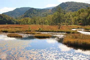 尾瀬ヶ原の草紅葉