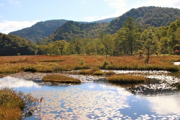 尾瀬ヶ原の草紅葉