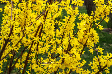 Border forsythia is an ornamental deciduous shrub of garden origin.Forsythia flowers in front of...