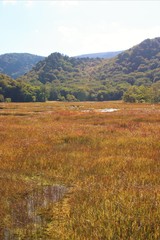 尾瀬ヶ原の草紅葉