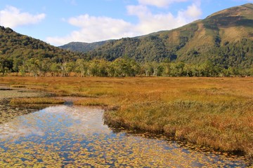 尾瀬ヶ原の草紅葉