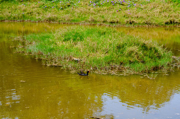 Obraz na płótnie Canvas Duck on Spittal Pond