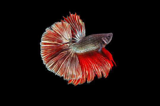 The moving moment beautiful of red siamese betta fish or fancy betta splendens fighting fish in thailand on black background. Thailand called Pla-kad or half moon biting fish.