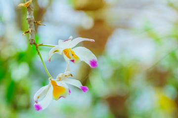 Many orchids are grown in many pots, hanging on a steel rail with a sunshade on top in the garden.