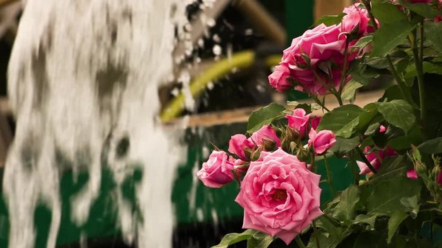 A still close up of a bush with large, pink flowers set in front of a water fountain in a garden