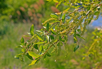 수양버들나무 가지 잎  열매