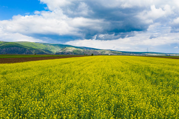 Obraz premium Spring rapeseed fields top view.