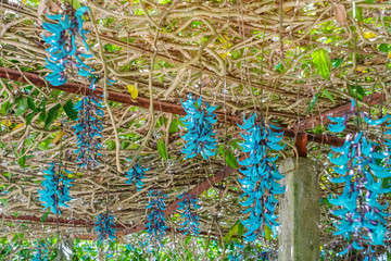 Beautiful blue purple of Tiger claw flowers in Dalat, Vietnam