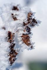 frosted leaves