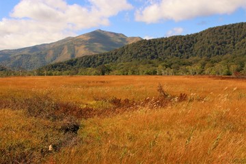 尾瀬ヶ原の草紅葉