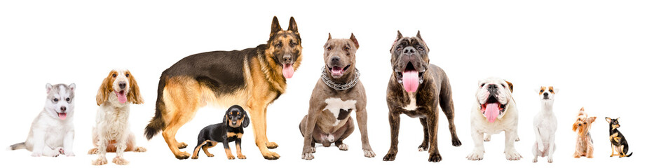 Group of ten dogs isolated on white background