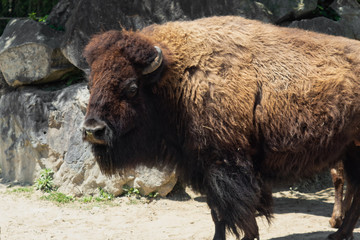 大きなアメリカンバイソン