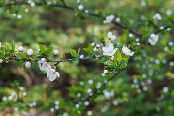 Swollen flower buds together with snow-white cherry-plum flowers against the background of spring greenery.