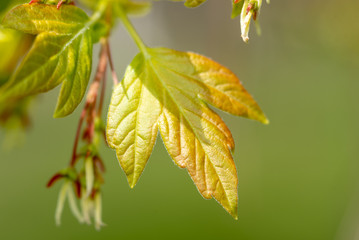 spring leaf on a tree