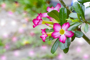 Pink azalea flowers Beautifully colored background