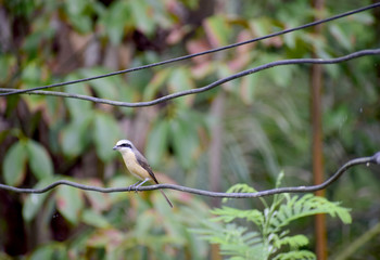  Brown-rumped Minivet birds on the wire