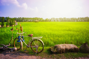 Obraz premium old bicycle in the rice field
