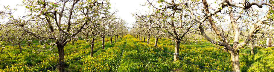 Fototapeta premium panorama of flowering apple orchard in spring