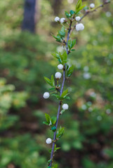 Swollen flower buds together with snow-white cherry-plum flowers against the background of spring greenery.