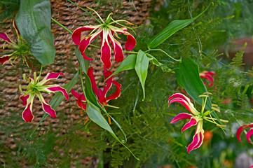 Flowering Gloriosa superba 'Rothschildiana' in close up