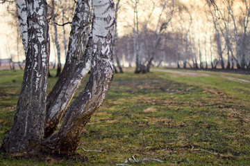  birch trunks. birch trees in the field. birch grove in spring.