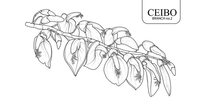 Ceibo branch set 2
