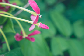 pink flower