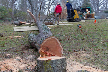 Arborists Cut Down and Chip Up an Old Cherry Tree
