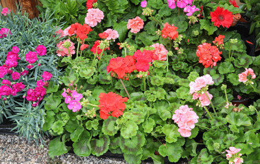 lush plants with red and ppink geraniums flowers for sale