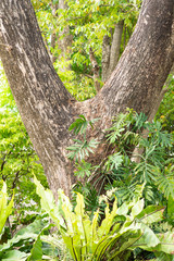 Big tree in the park.