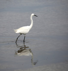 young white little egret