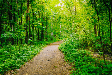 Path in the summer forest with green grass and trees