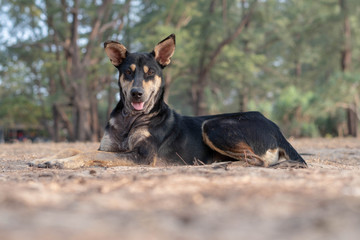 dog in the park