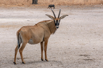 Roan antelope, Hippotragus equinus, savanna antelope found in West, Central,  East and Southern Africa. Detail portrait of antelope.