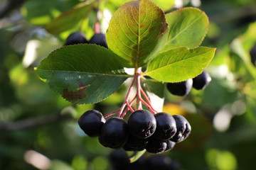 Aronia. Chokeberry berries