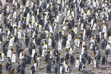 Obraz premium King penguin colony on South Georgia Island